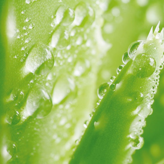 ビオ リンス センシティブケア