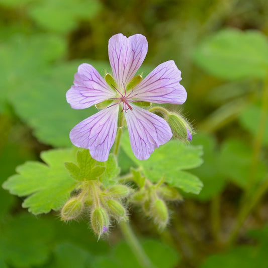 イッツオールグット! お腹をいたわるためのお茶