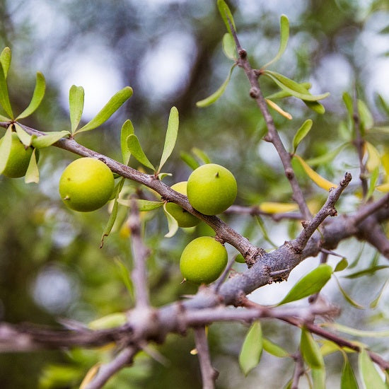 ビオ アルガンオイル