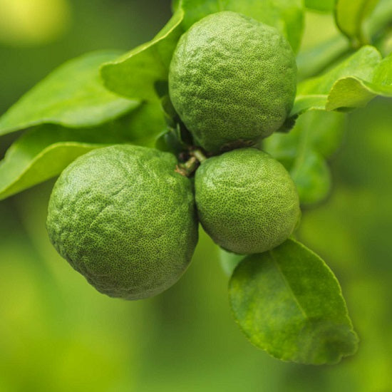 ビオ ベルガモット