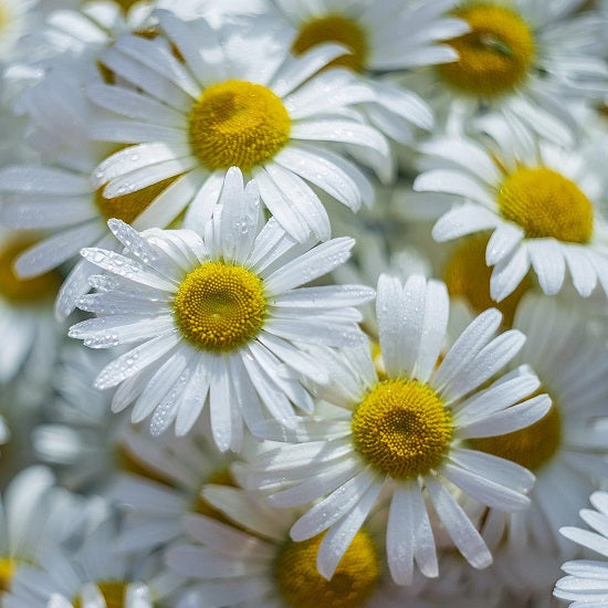 ビオ ベビーシャンプー 500ml