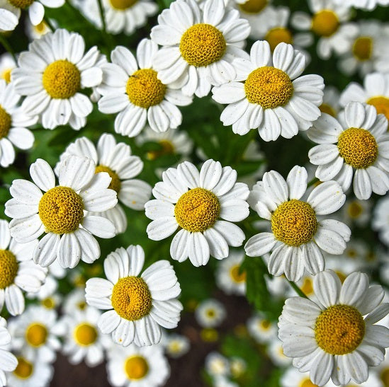 アロマフィールザカラー ホワイト