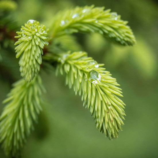 ビオ シベリアトウヒ