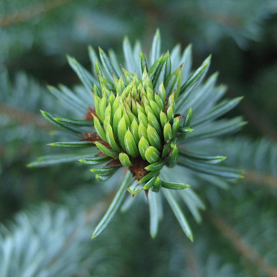 アロマフィールザカラー グリーン