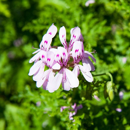 ビオ ゼラニウム