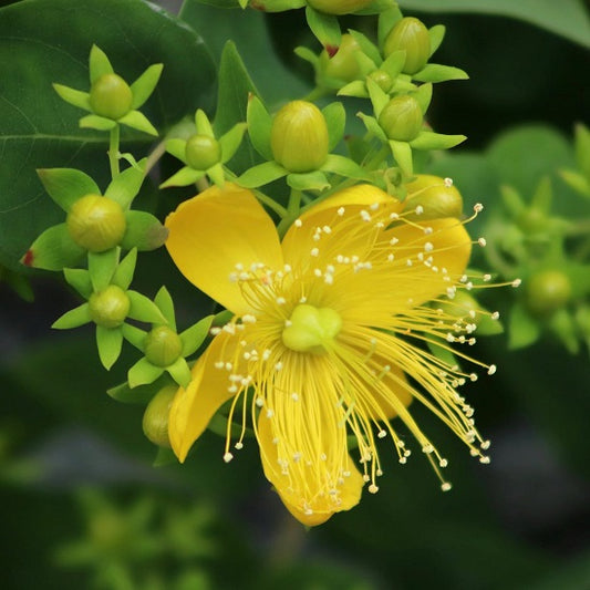 セントジョーンズワートティー60g