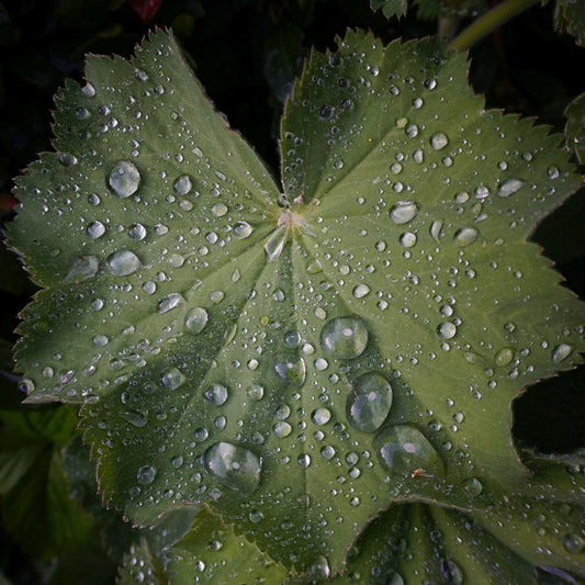 レディースマントルティー40g