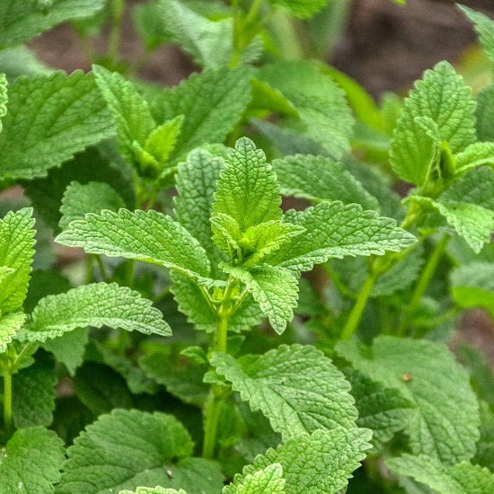 イッツオールグット! 緊張を解きほぐすお茶