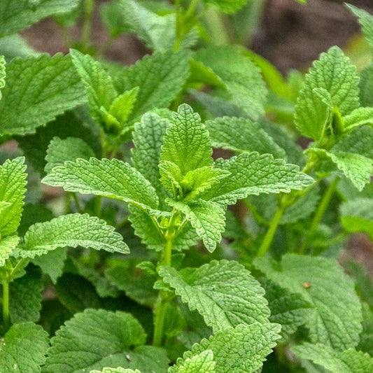 イッツオールグット! 緊張を解きほぐすお茶