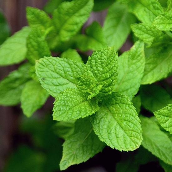 アロマフィールザカラー ブルー