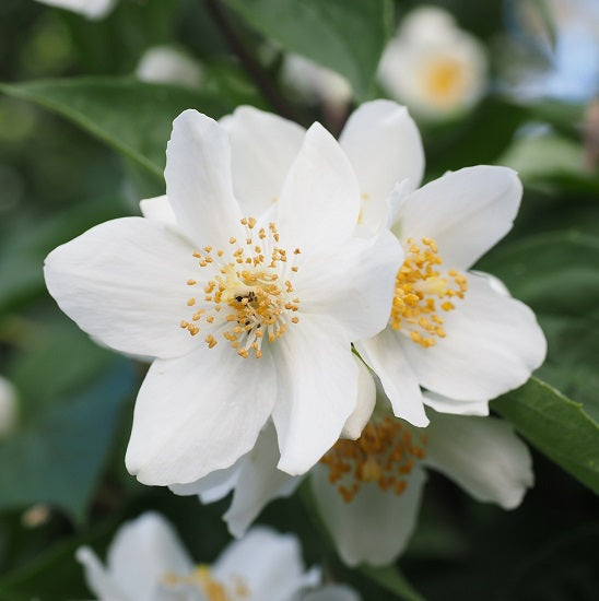 アロマフィールザカラー インディゴ