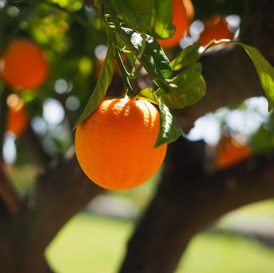 アロマフィールザカラー オレンジ