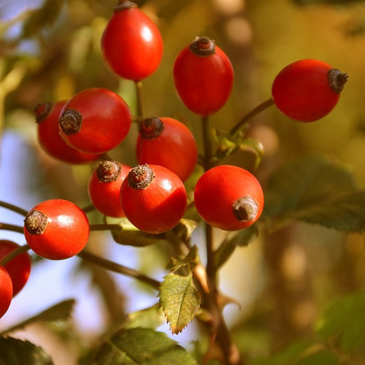 イッツオールグット! のどSOSのお茶