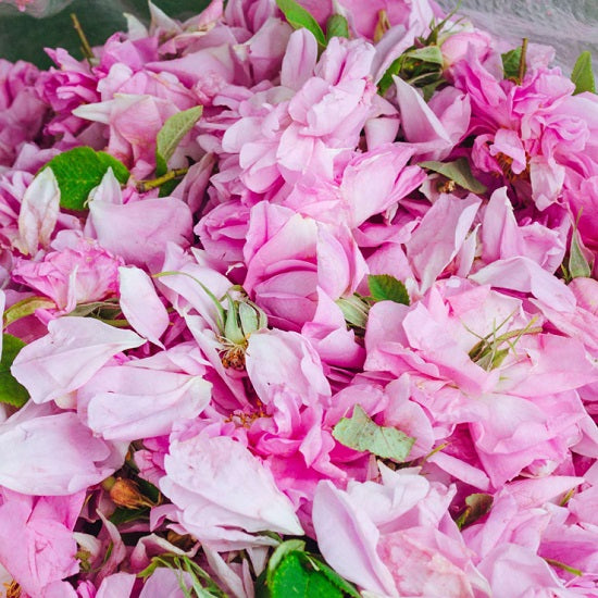 アロマフィールザカラー バイオレット