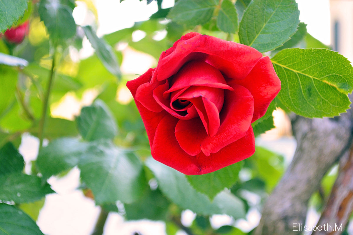 6月の花　ローズ