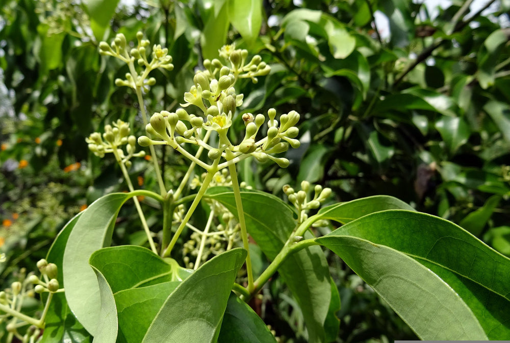 寒い冬に芯から温まる　シナモン