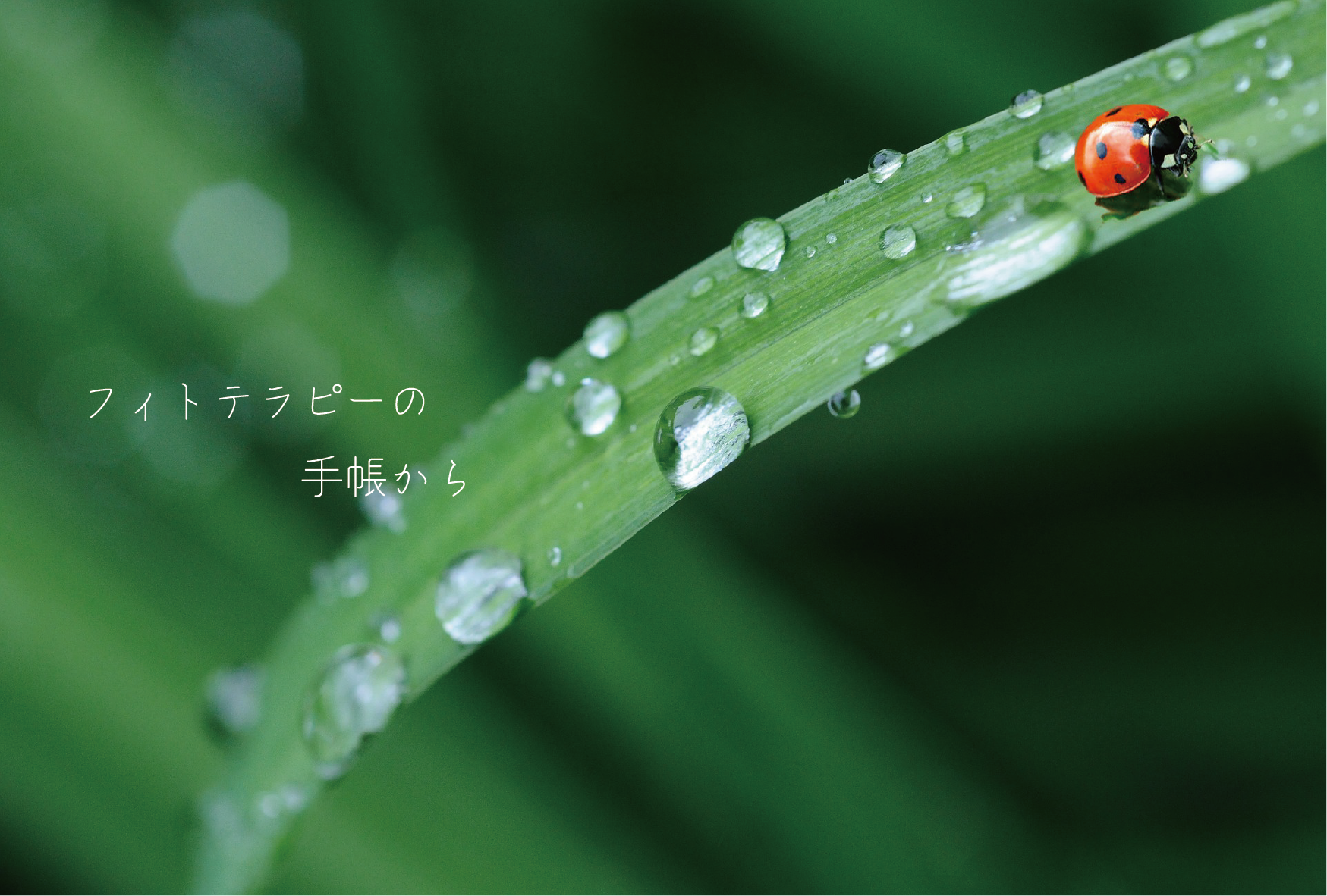 心身のアンバランスに　ゼラニウム