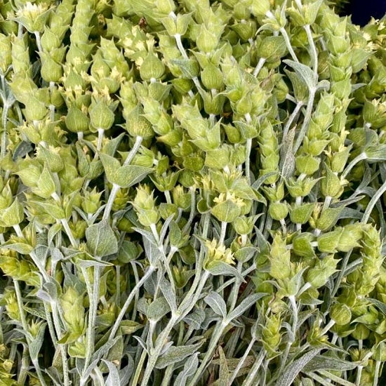 ギリシャの山茶40g