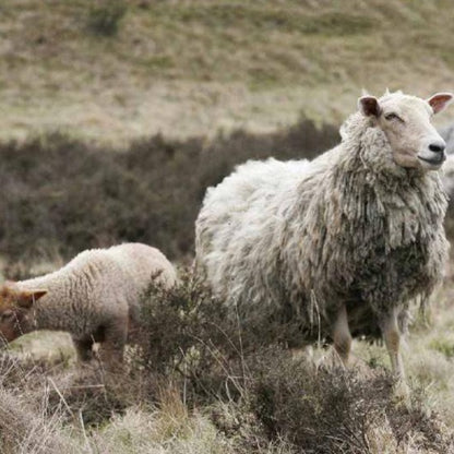 コーブルガーフックスシープ