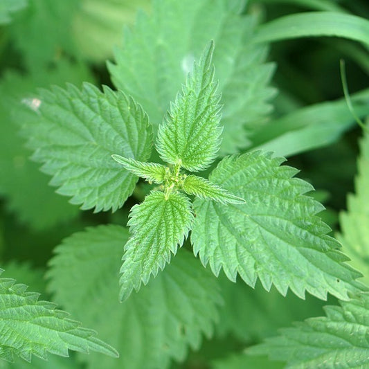 イッツオールグット! デトックスのお茶